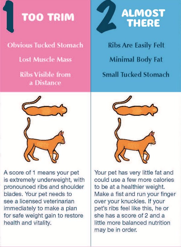 pet weight conditioned chart